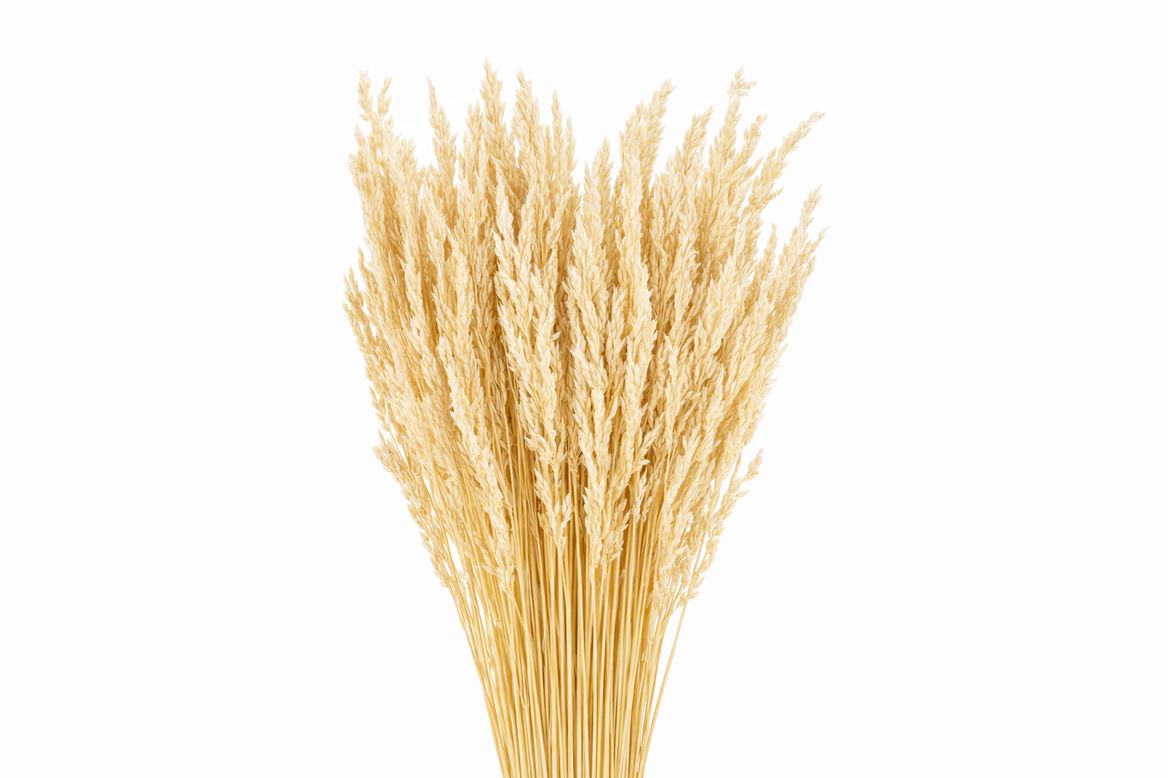 Dried Erba Cristina Bleached Bunch