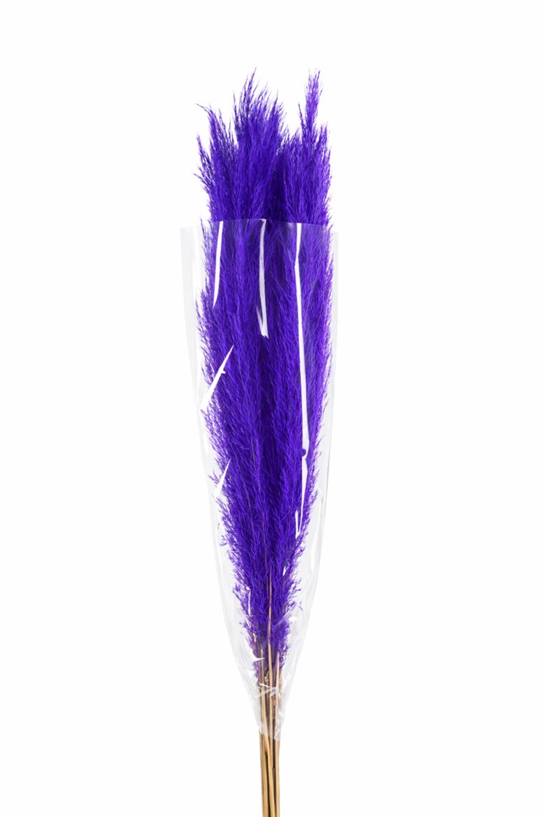 Dried Cortaderia Dadang Lilac 110cm