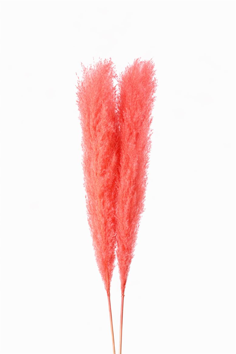 Dried Cortaderia Dadang Cerise 110cm