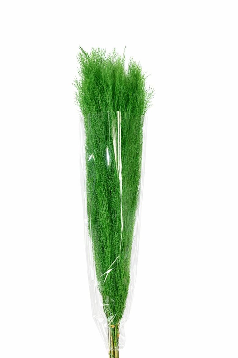 Dried Cortaderia Dadang Light Green 110cm