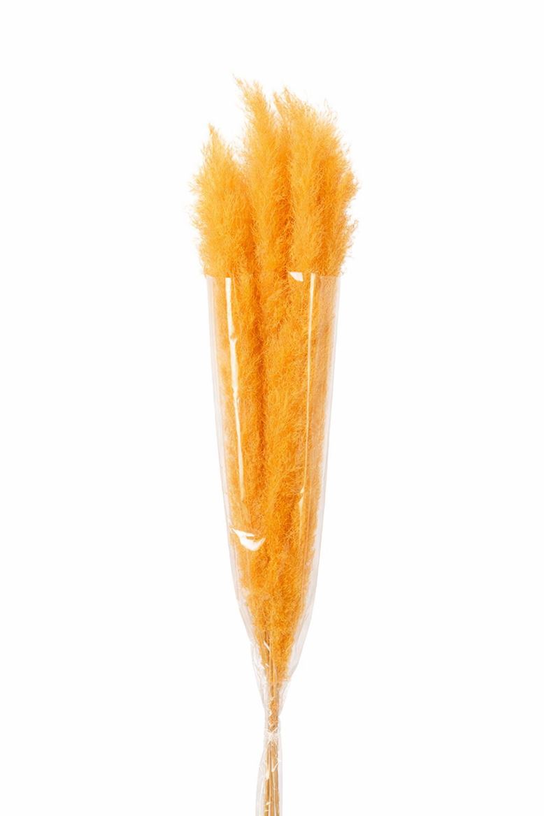 Dried Cortaderia Dadang Soft Yellow 110cm