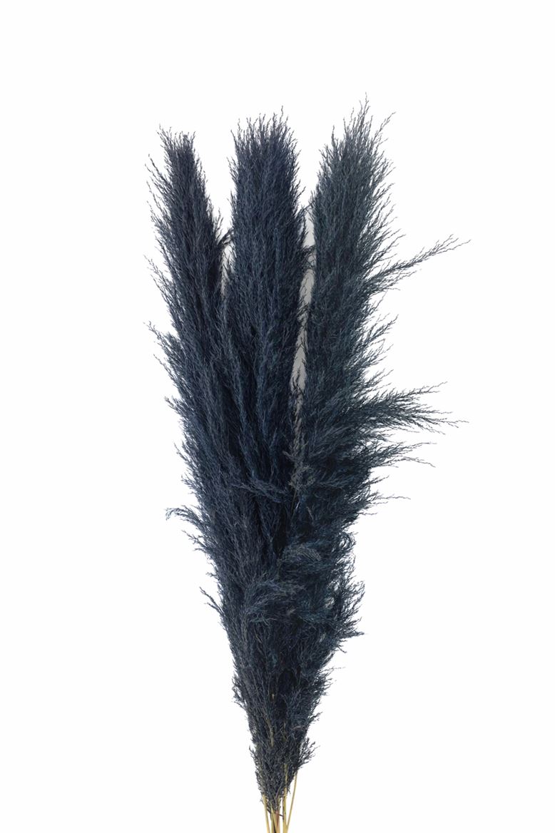 Dried Cortaderia Lao Grass Bleached Black P Stem