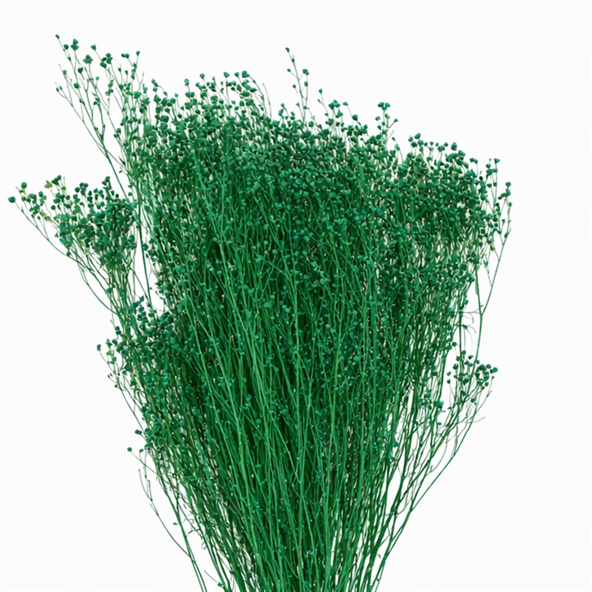 Dried Brooms Darkgreen Bunch