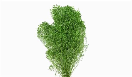 Dried Brooms Applegreen Bunch