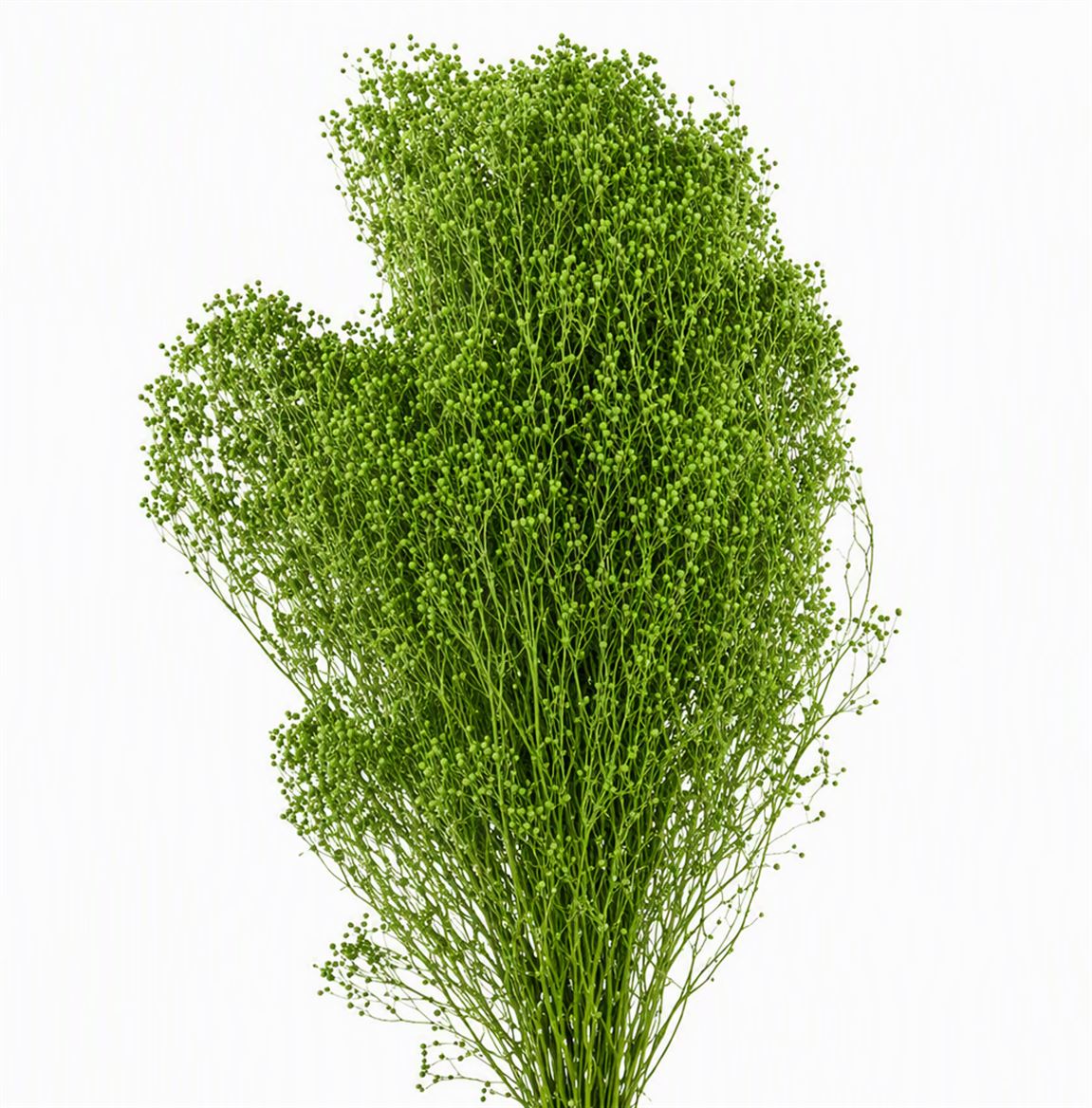 Dried Brooms Applegreen Bunch