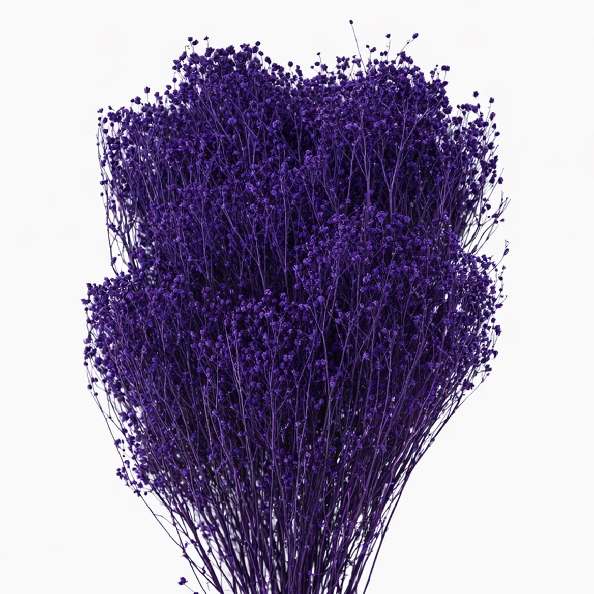 Dried Brooms Violet Bunch