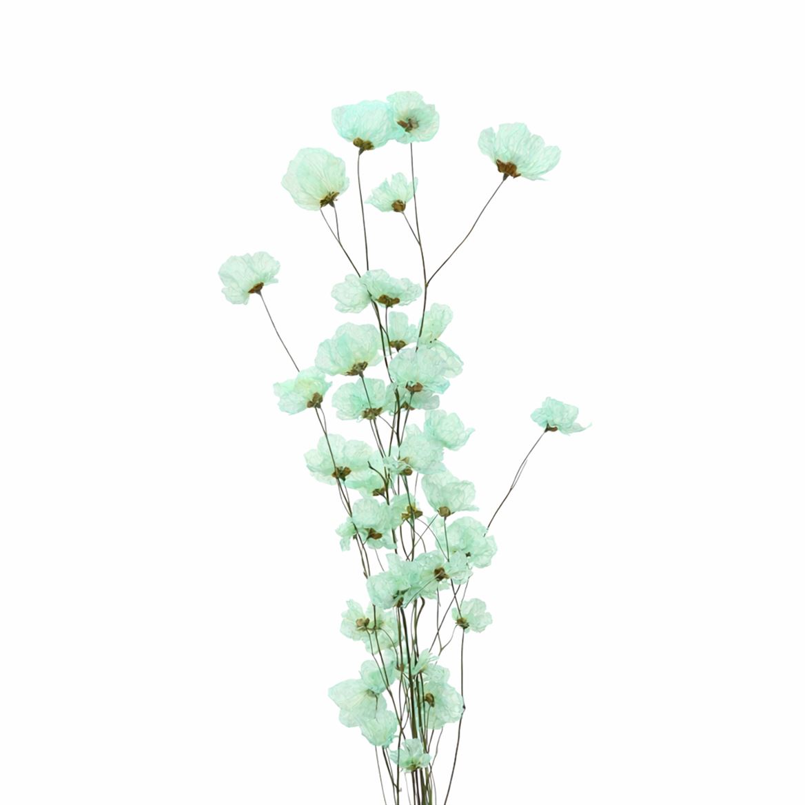 Dried Bougainvillea Turquoise Bunch