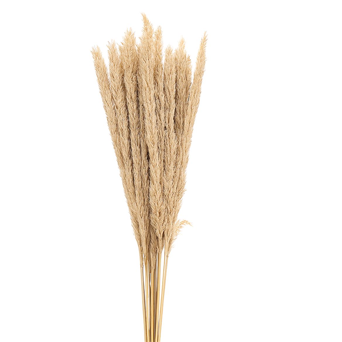Dried Blady Grass Natural Bunch