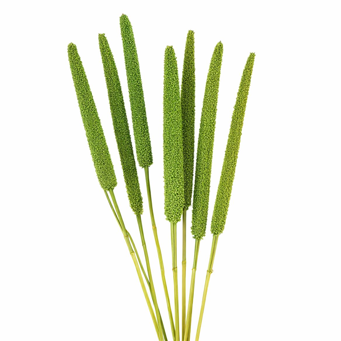 Dried Babala X5 10pc Light Green Bunch