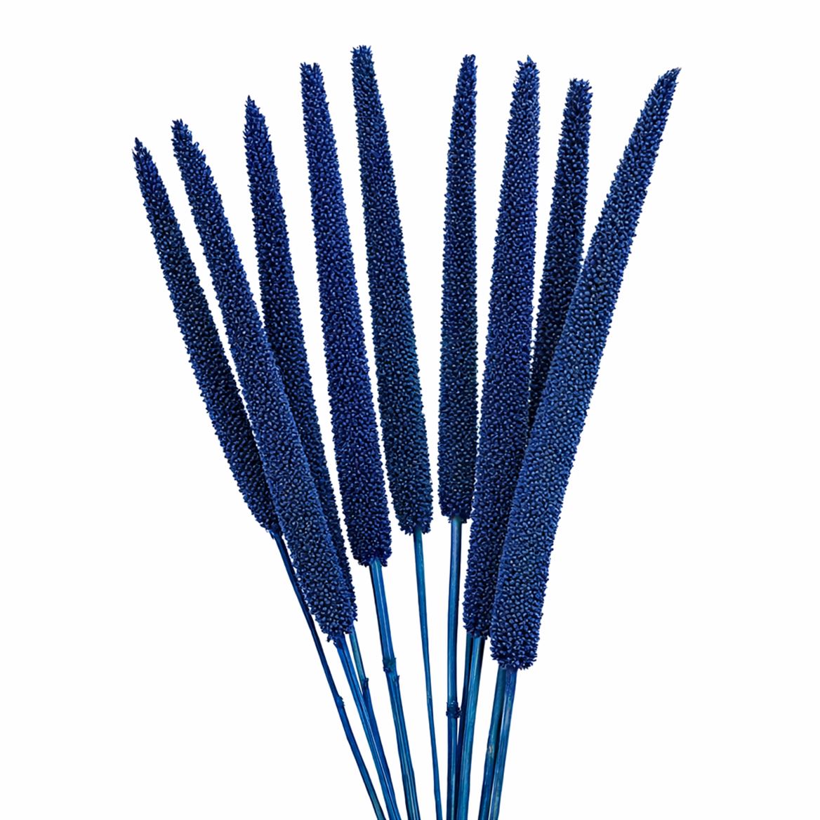 Dried Babala X5 10pc Dark Blue Bunch