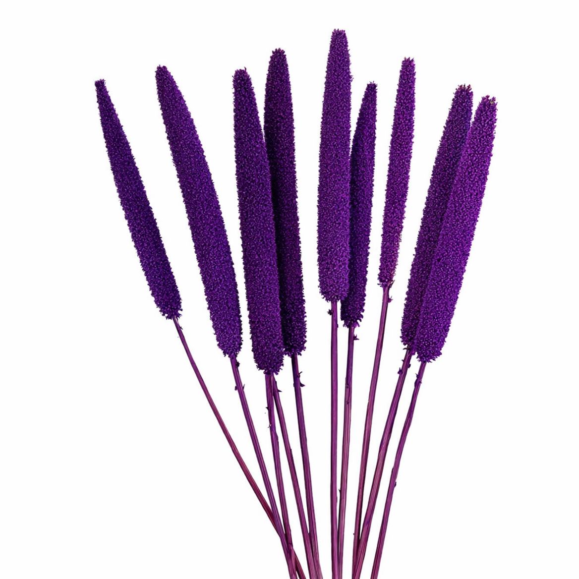Dried Babala X5 10pc Purple Bunch