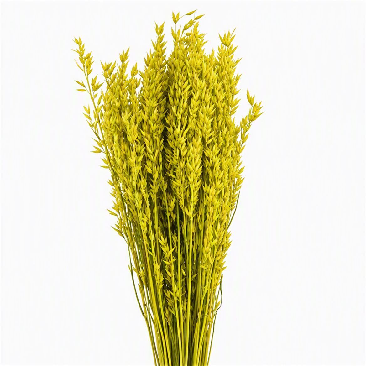 Dried Avena X5 Yellow Bunch