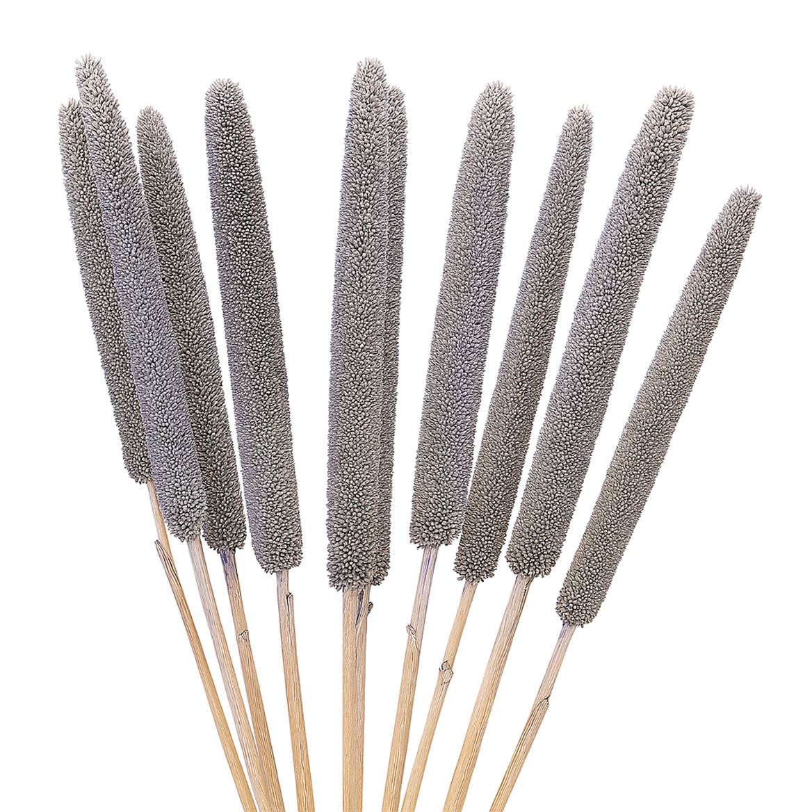 Dried Babala 10pc Platina Bunch