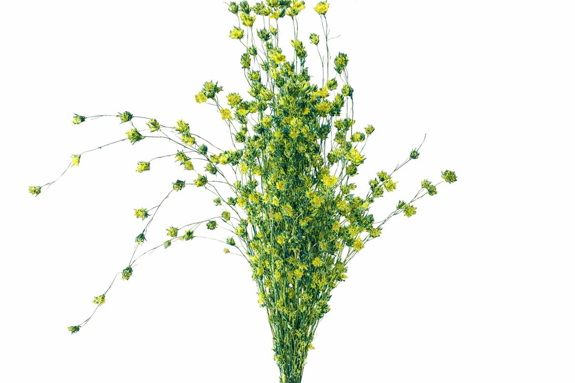 Dried Artz Wheep Bamboo Van Gogh Bunch