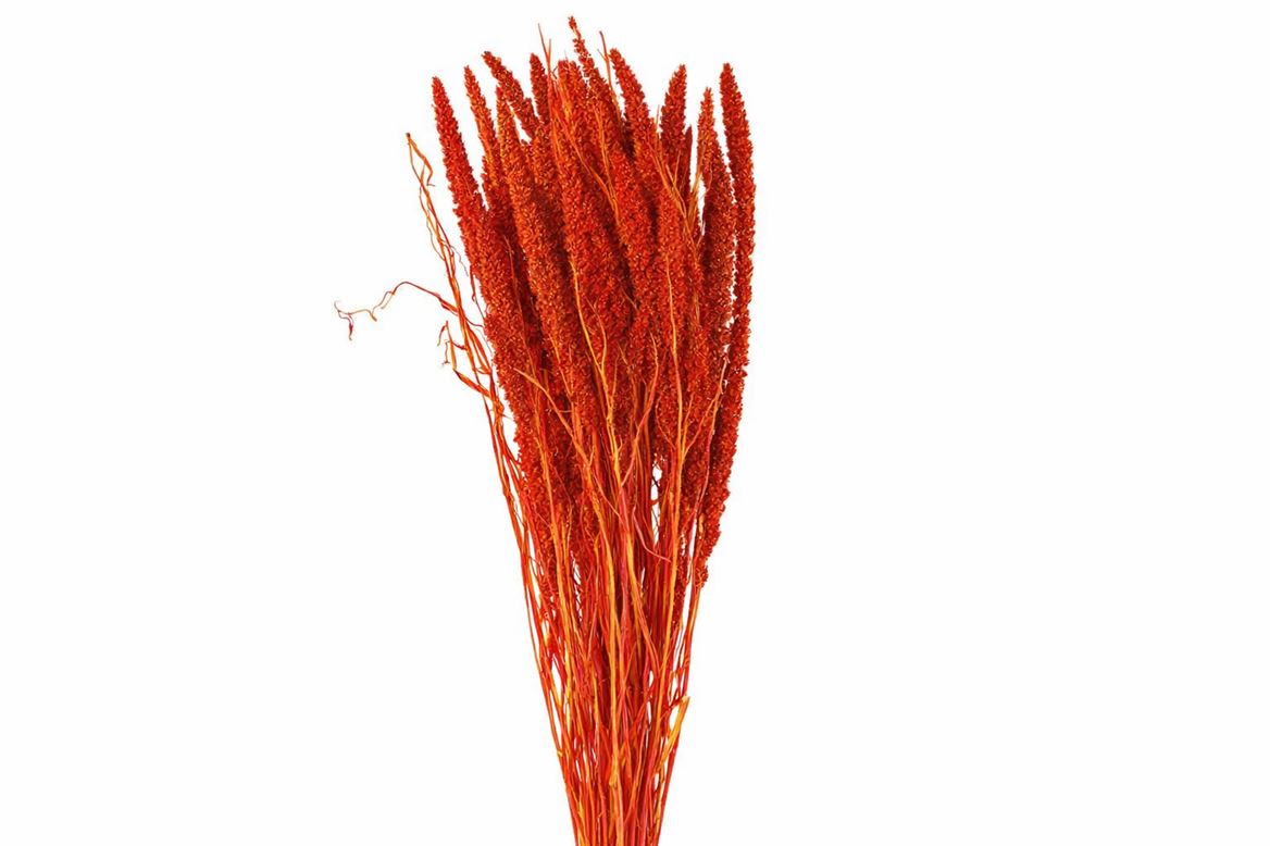 Dried Artz Setaria Picasso Bunch