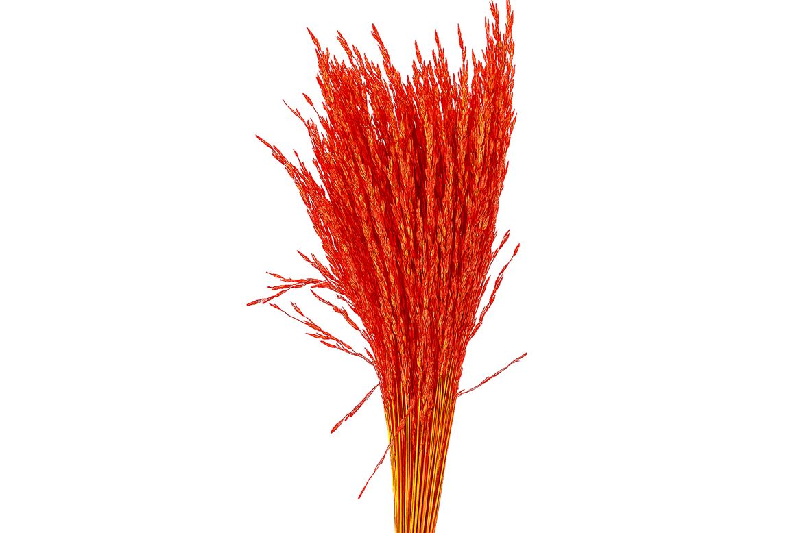 Dried Artz Rice Grass Picasso Bunch