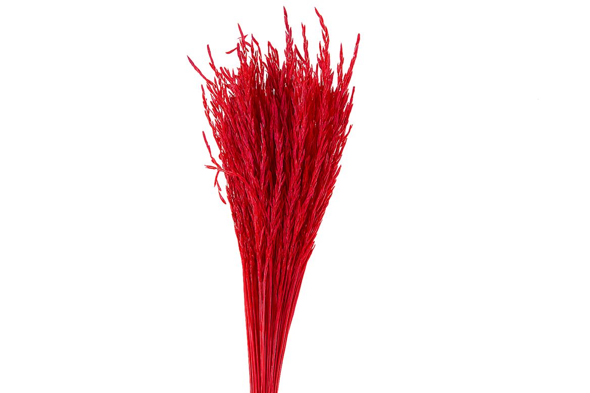 Dried Artz Rice Grass Monet Bunch