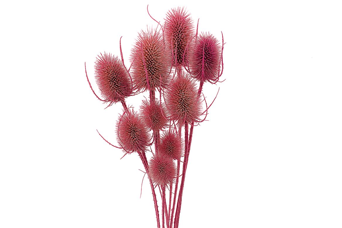 Dried Artz Cardistella Rafael Bunch