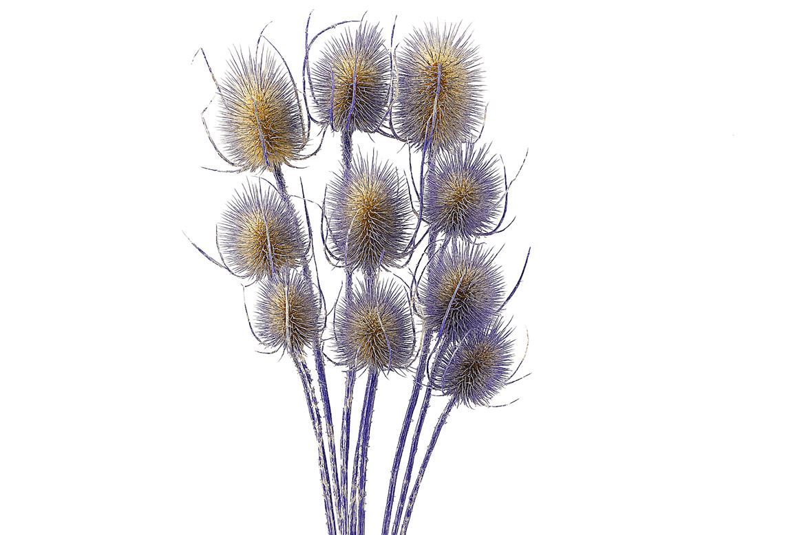 Dried Artz Cardistella Matisse Bunch