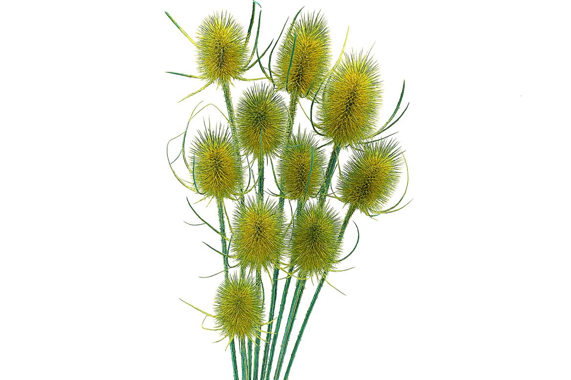 Dried Artz Cardistella Van Gogh Bunch