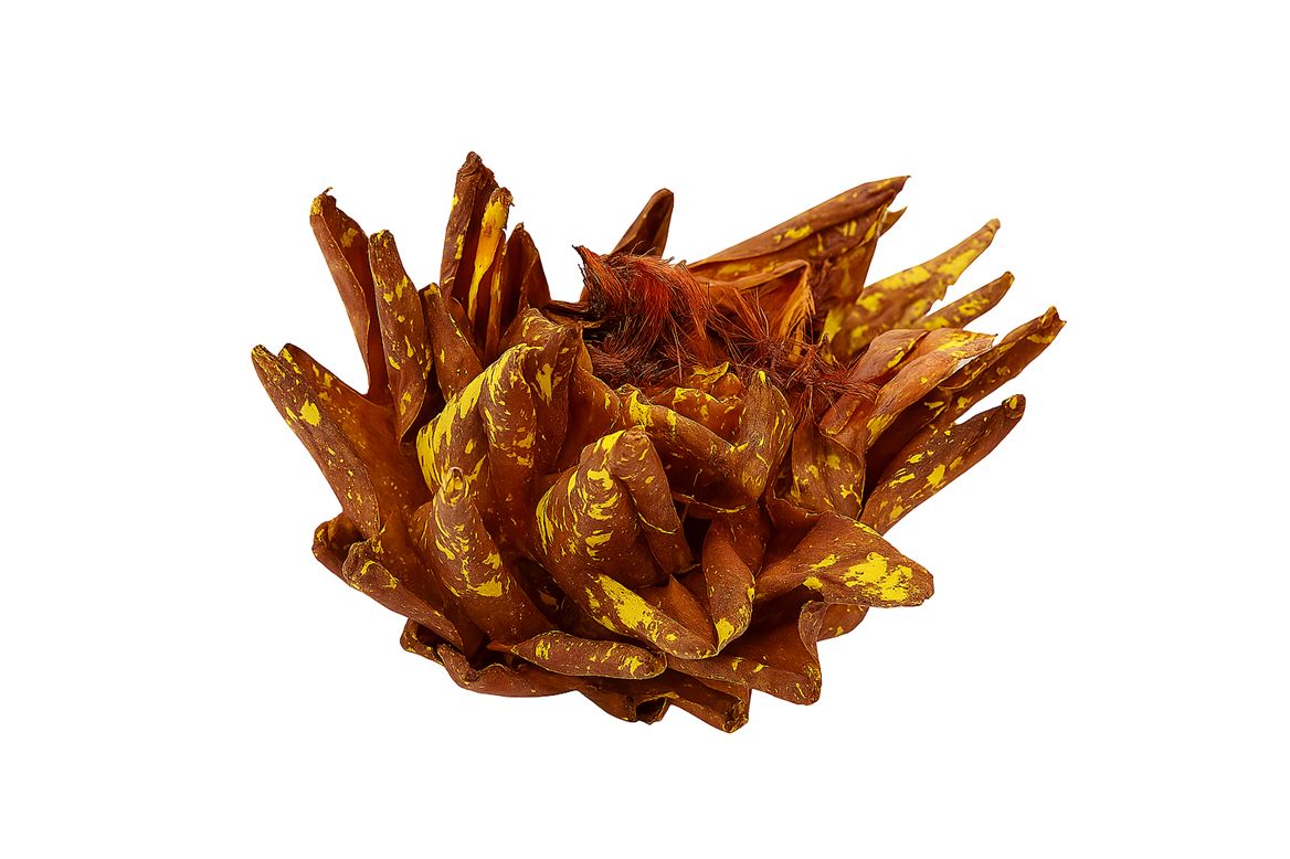 Dried Artz Cynara Heads Gaugain