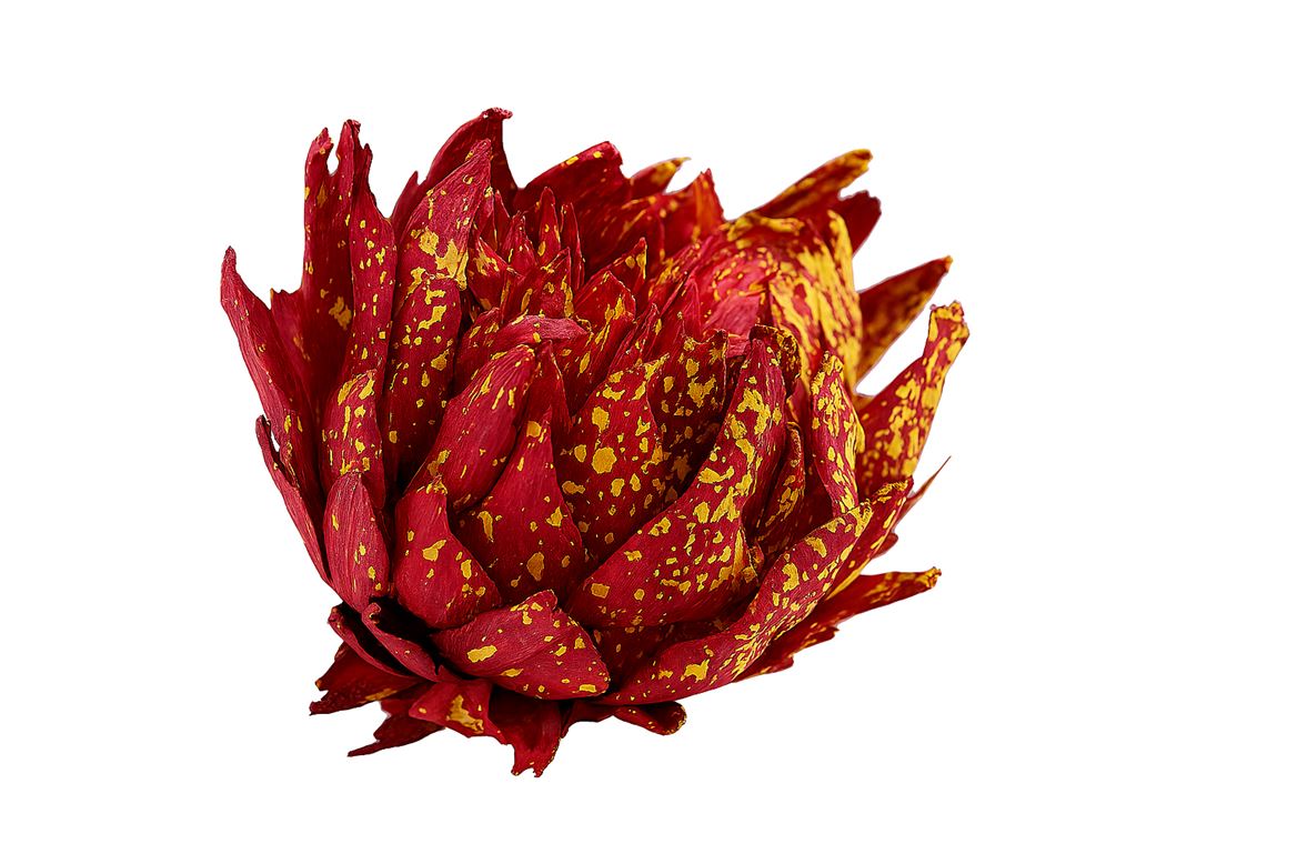 Dried Artz Cynara Heads Dali