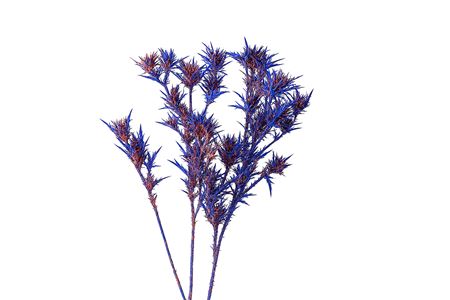 Dried Artz Cardi Da Vinci Bunch