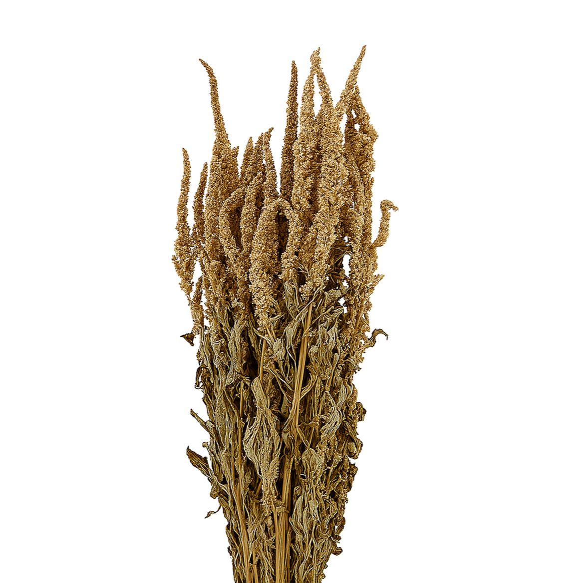 Dried Amaranthus Caud. Green Bunch
