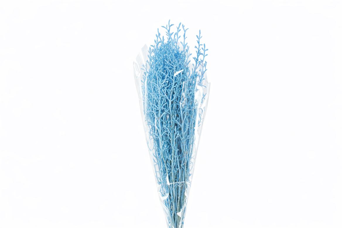 Pres Licopodium Long Baby Blue Bunch