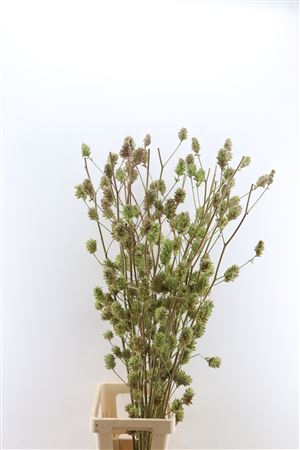 Glycyrrhiza Yunnanensis Zd