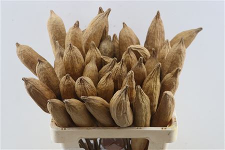 Stem Nune Pod Natural P Stem