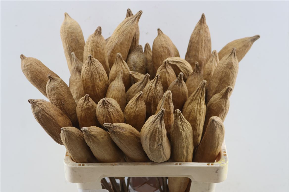 Dried Miscellaneous 60cm