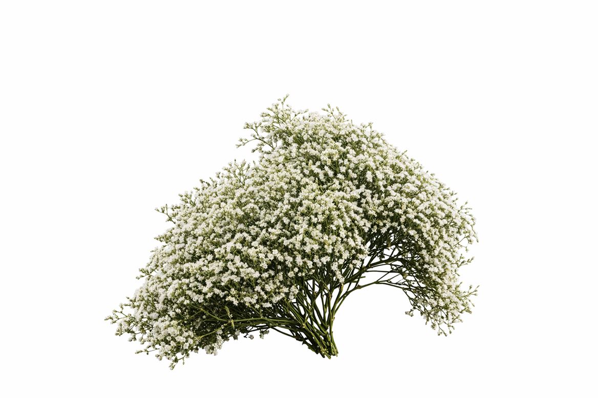 Dried Statica Tatarica Natural P/3kg