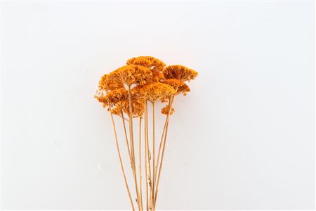 Dried Achillea Orange Bunch