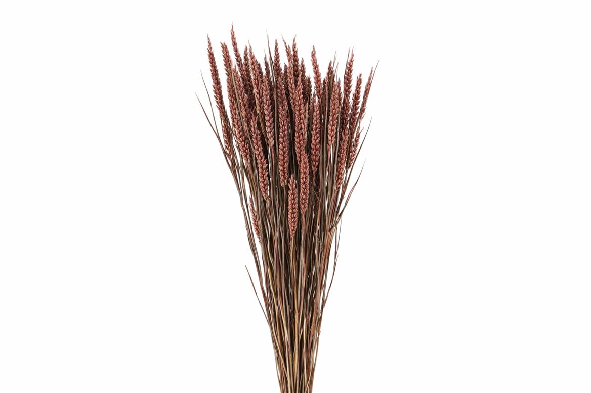 Dried Triticum X5 Brown Bunch