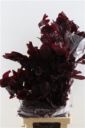 Pres Eik Red 1kg Bunch Poly