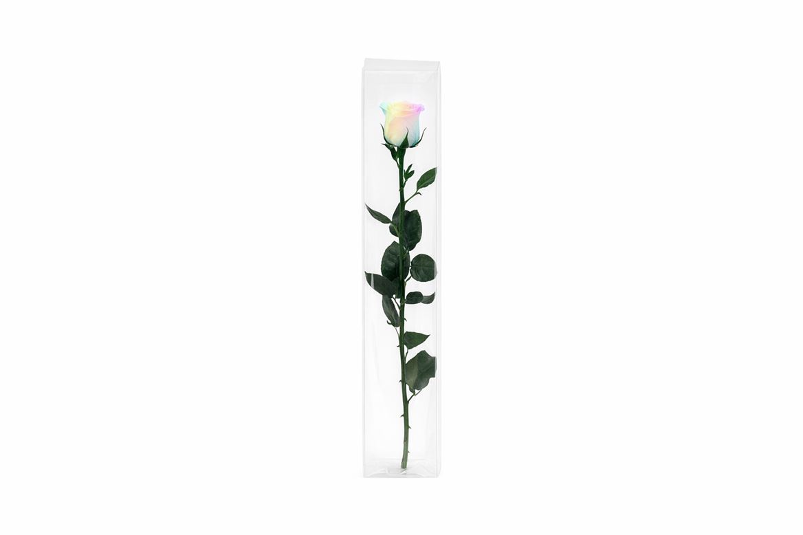 Ro Pres Stem 50cm Rainbow Pastel