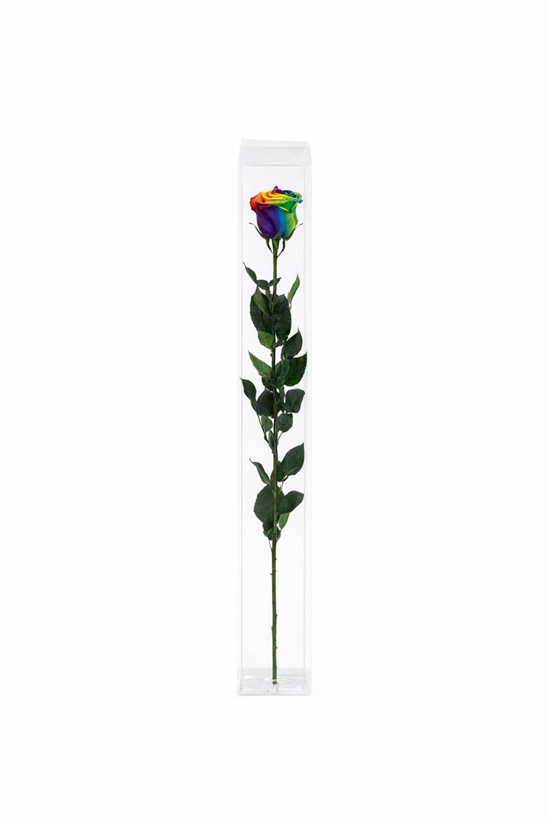 Ro Pres Stem 50cm Rainbow