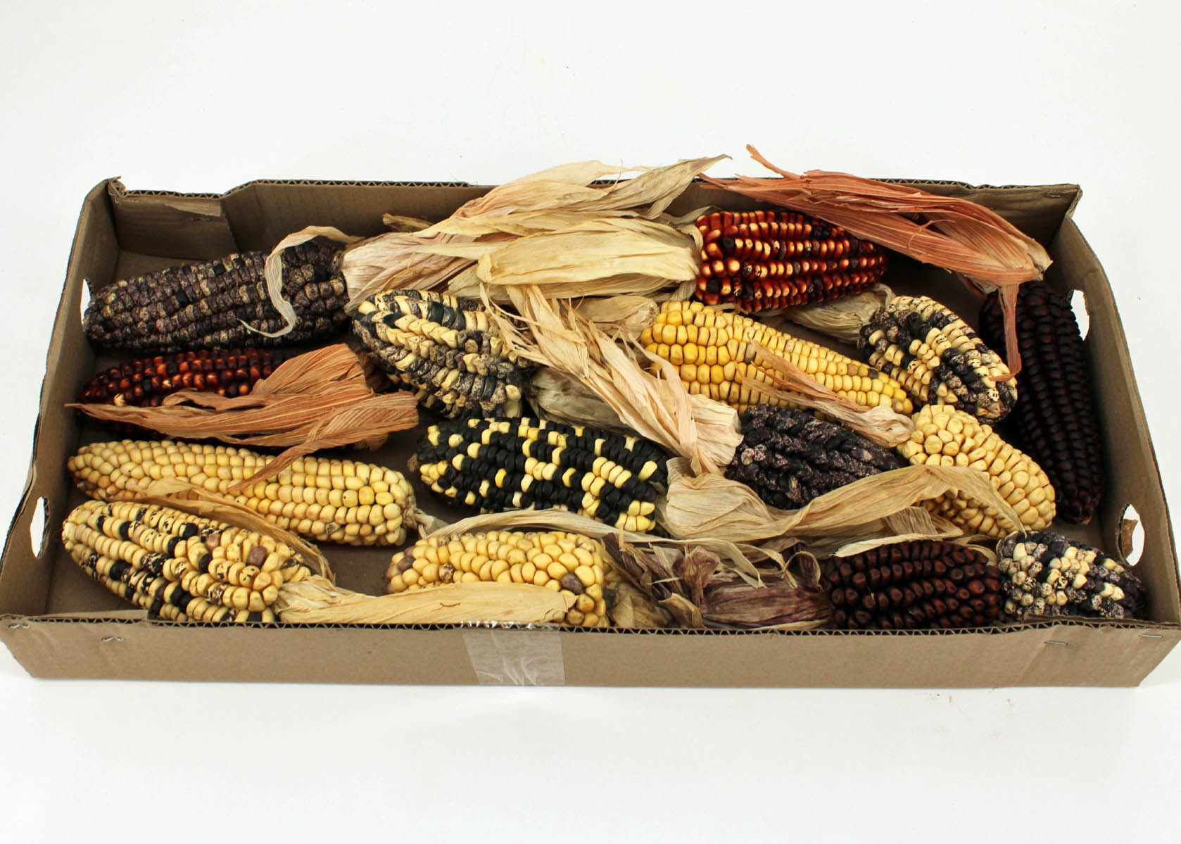 Zea Mays Extra Large Mix