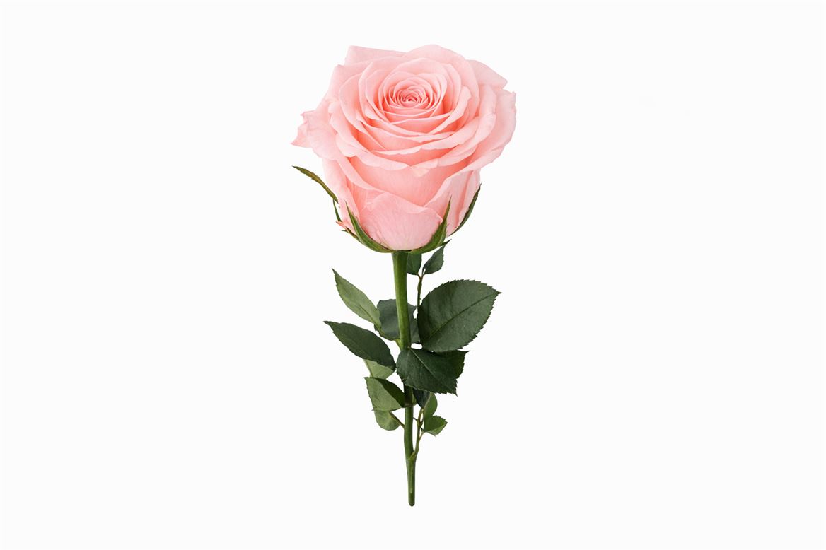 Ro Pres Stem 50cm Pink Soft