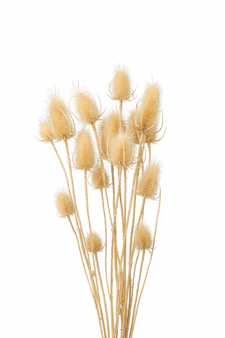 Dried Cardi Stella Bleached Bunch
