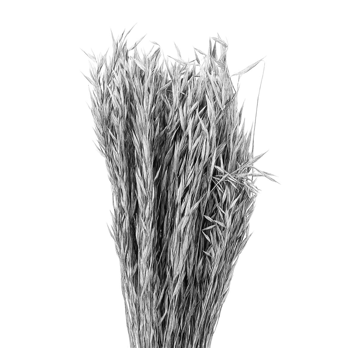 Dried Avena Wild Silver Bunch