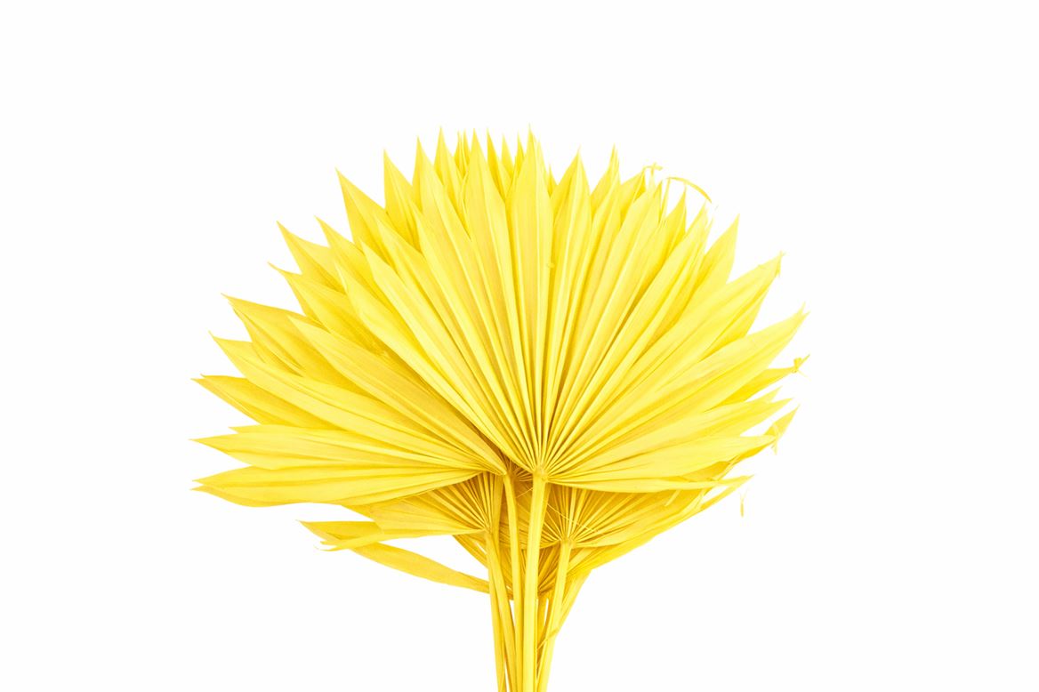 Dried Palm Sun 6pc Yellow Bunch