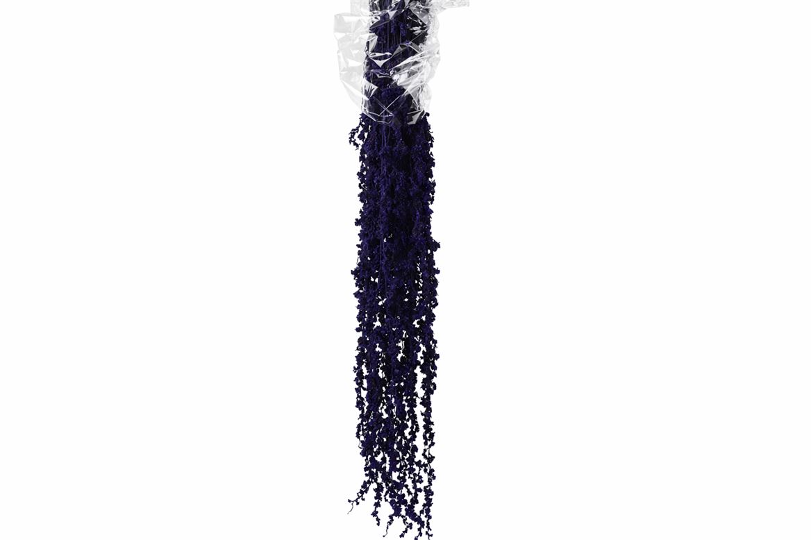 Pres Amaranthus Caud Dark Purple Bunch
