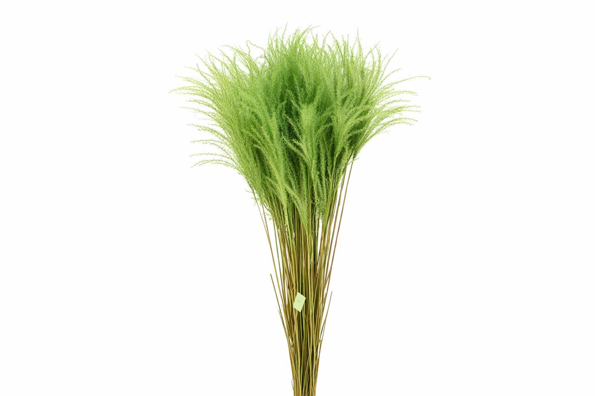 Dried Stipa Feather Apple Green P Stem