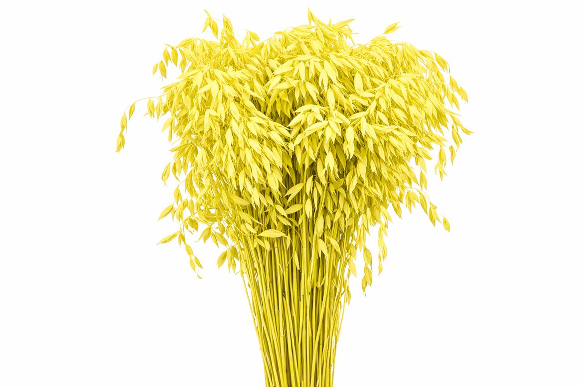 Dried Chasmantium Yellow P Stem