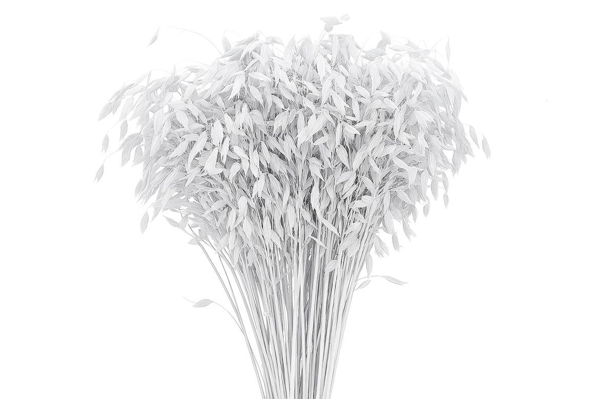 Dried Chasmantium White P Stem