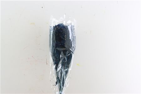 Dried Broom Bloom Blue Bunch