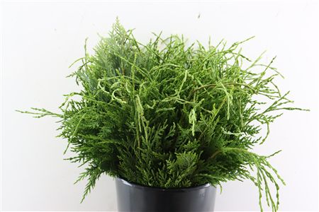 Conifeer Groen 55 Cm P Tak