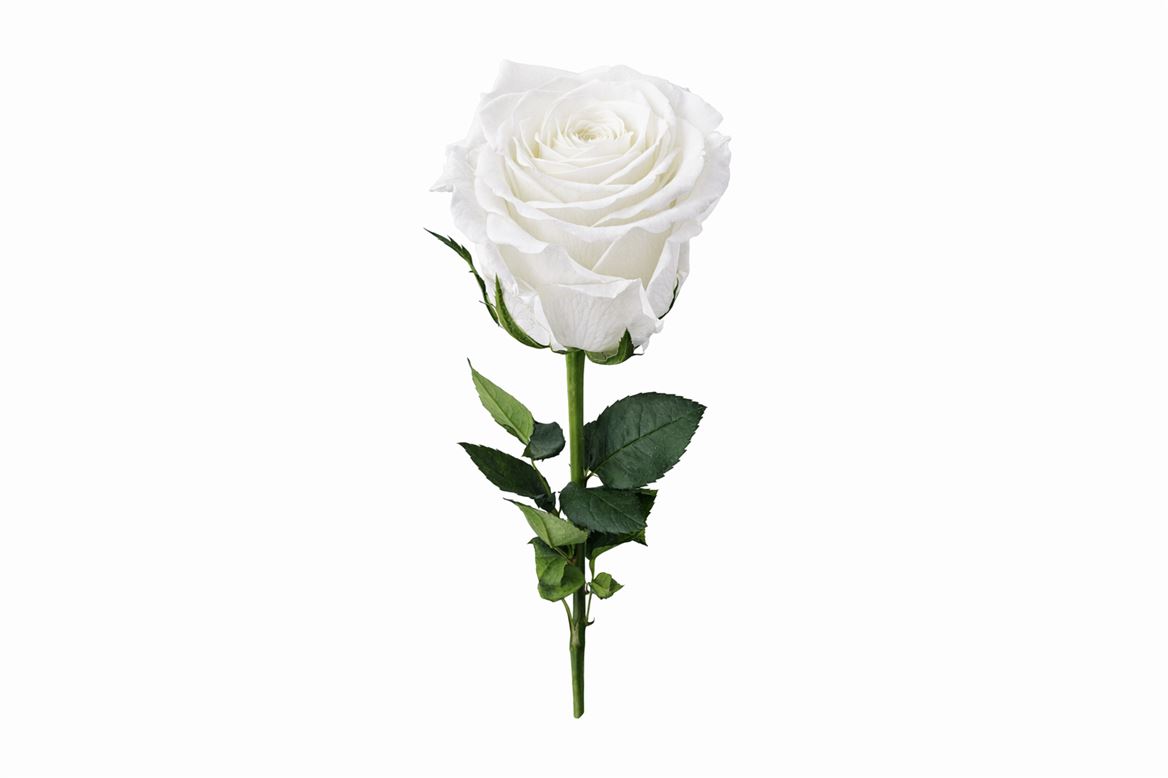 Ro Pres Stem 50cm White